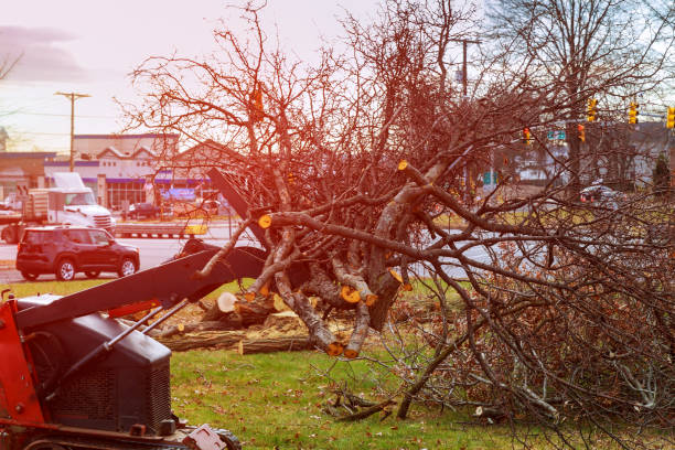 Trusted Onawa, IA Tree Removal Services Experts